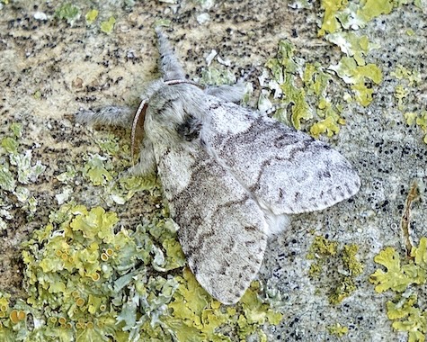 pale tussock